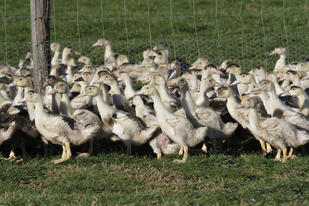 Influenza aviaire en Nouvelle-Aquitaine : point sur les aides de l'Etat
