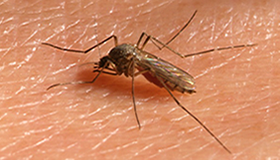 Consultation du public sur le projet d’arrêté déterminant des zones de lutte contre les moustiques  