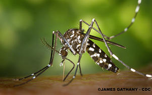 Lutte contre les moustiques potentiels vecteurs de maladies